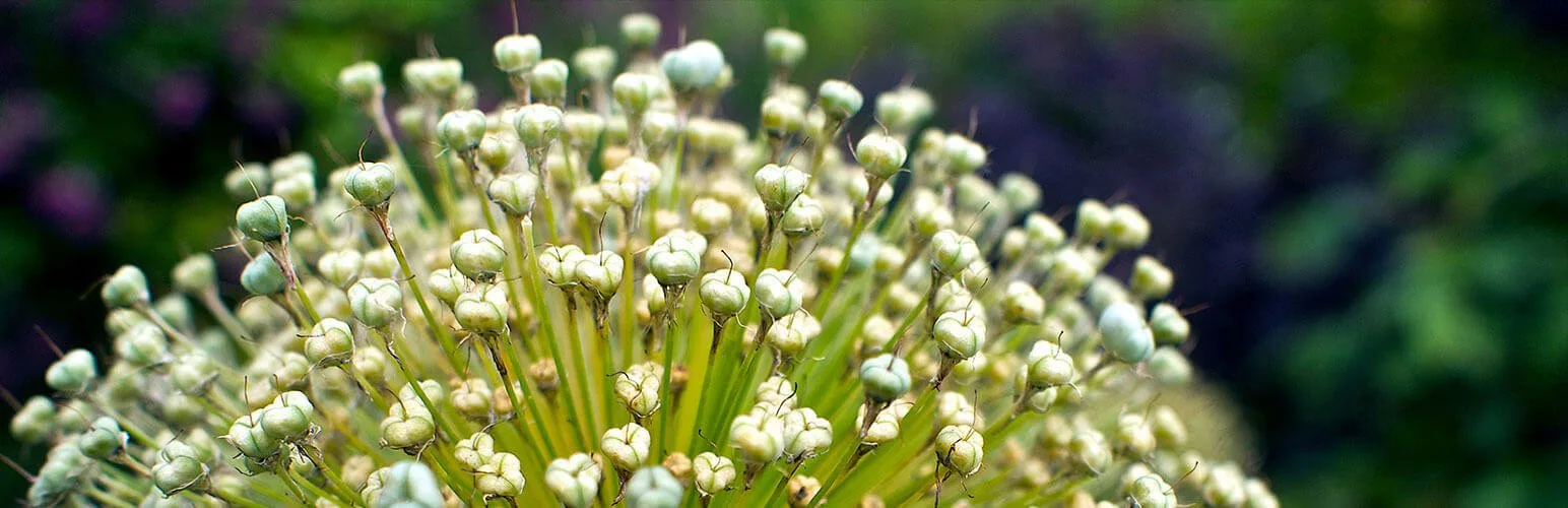 plugin para redirecciones wordpress